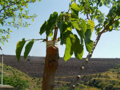 dut-agaci-asilama