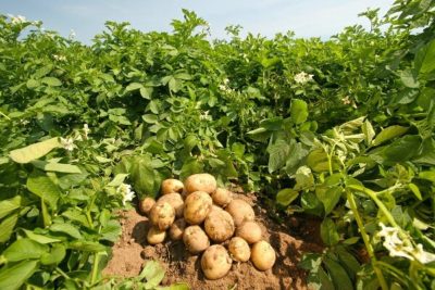 patates-nasil-yetistirilir