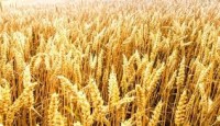 Buğday Nasıl Yetiştirilir