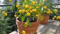 Limon Yetiştiriciliği Limon Ağacı  Nasıl Yetişir