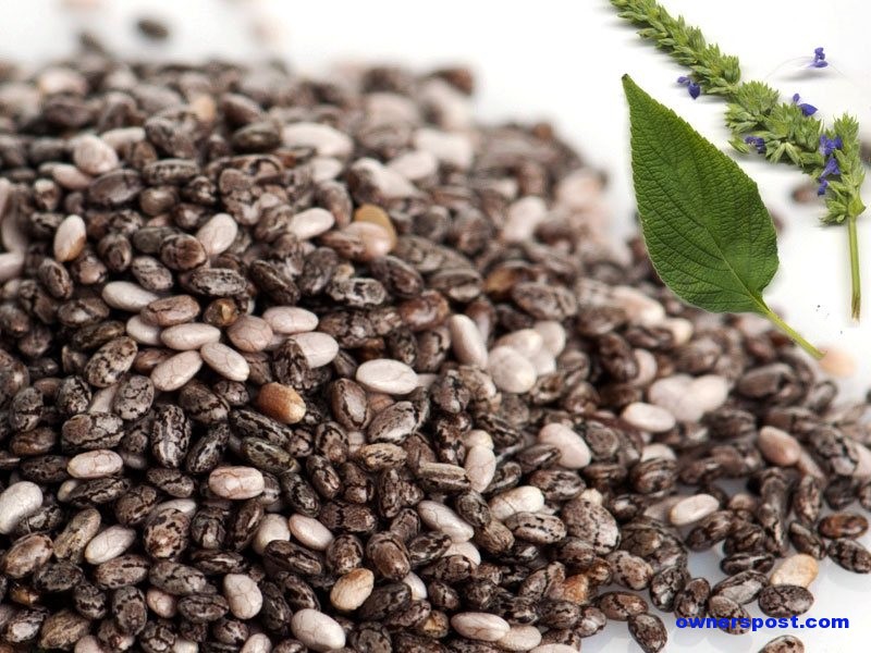 chia-tohumu-faydalari-nelerdir