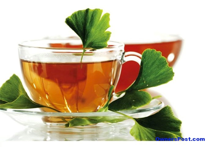ginkgo-biloba-cayi-faydalari-nelerdir