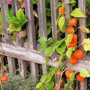 physalis-nasil-yetistirilir