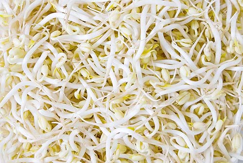 soya-nasil-yetistirilir