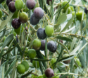Zeytin Nasil Yetistirilir