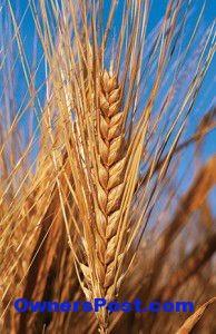 arpa-cayinin-faydalari