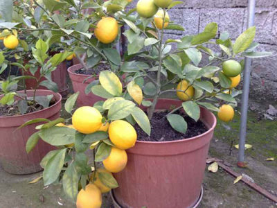 evde-limon-agaci