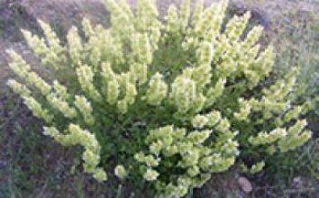 Adaçayı Nasıl Yetiştirilir