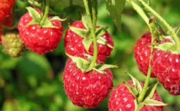 Ahududu Nasıl Yetiştirilir