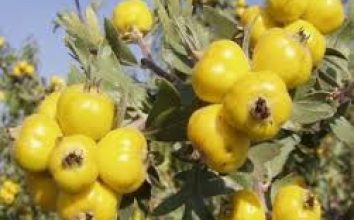 Alıç Nasıl Yetiştirilir