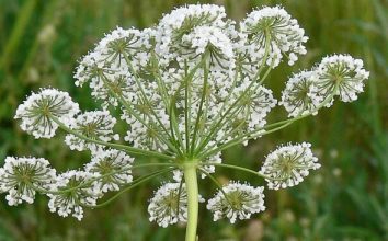 Anason  Nasıl Yetiştirilir