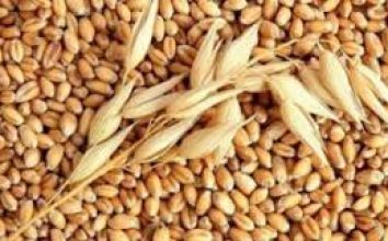 Arpa  Nasıl Yetiştirilir