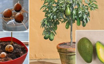 Avakado Nasıl Yetiştirilir