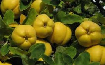 Ayva Nasıl Yetiştirilir