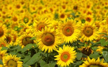 Ayçiçeği Nasıl Yetiştirilir