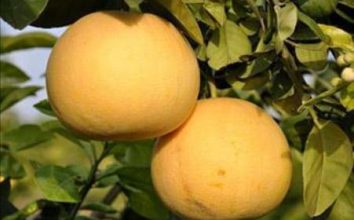 Ağaç Kavunu Nasıl Yetiştirilir