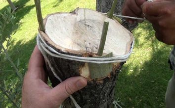 Aşılama Teknikleri