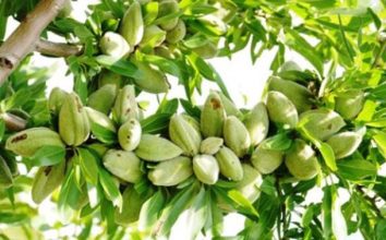 Badem Nasıl Yetiştirilir