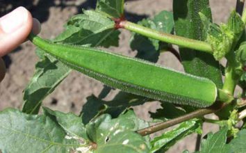 Bamya  Nasıl Yetiştirilir