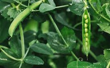 Bezelye Nasıl Yetiştirilir