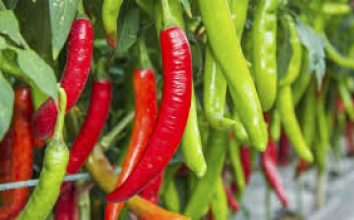 Biber Nasıl Yetiştirilir