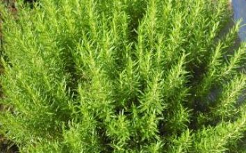 Biberiye Nasıl Yetiştirilir