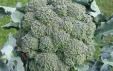 Brokoli Nasıl Yetiştirilir