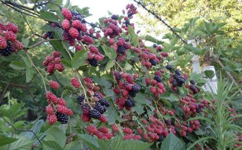 Böğürtlen Nasıl Yetiştirilir