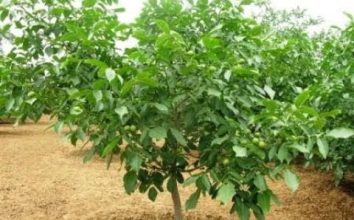 Ceviz  Nasıl Yetiştirilir