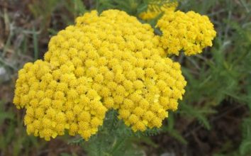 Civan Perçemi Nasıl Yetiştirilir