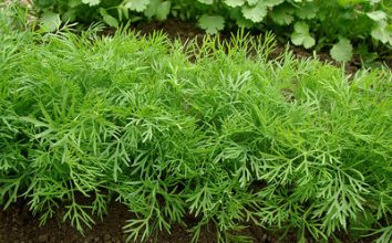 Dereotu Nasıl Yetiştirilir