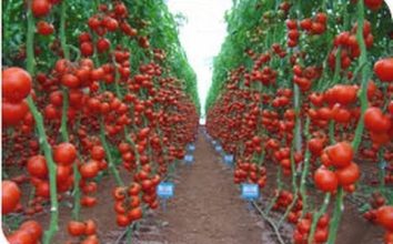 Domates Nasıl Yetiştirilir
