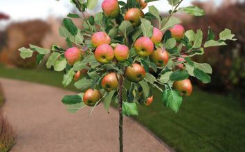 Elma Nasıl Yetiştirilir