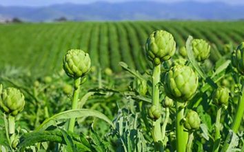 Enginar Nasıl Yetiştirilir