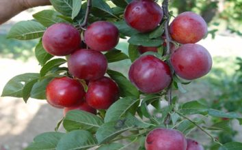 Erik Nasıl Yetiştirilir