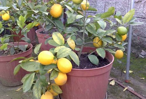 Evde Limon Ağacı