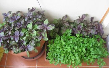 Fesleğen (Reyhan) Nasıl Yetiştirilir