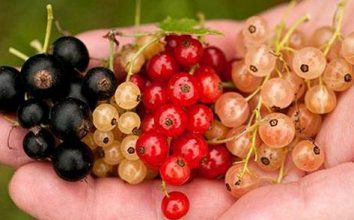 Frenk Üzümü Nasıl Yetiştirilir