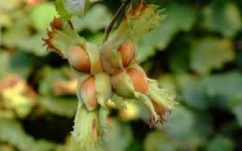 Fındık Nasıl Yetiştirilir