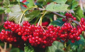 Gilaburu Nasıl Yetiştirilir