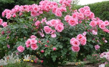 Gül Nasıl Yetiştirilir