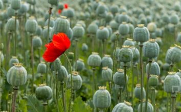 Haşhaş Nasıl Yetiştirilir