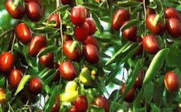 Hünnap Nasıl Yetiştirilir