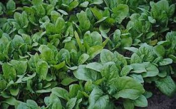 Ispanak Nasıl Yetiştirilir