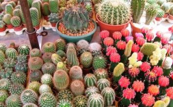 Kaktüs Nasıl Yetiştirilir
