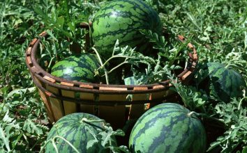 Karpuz Nasıl Yetiştirilir