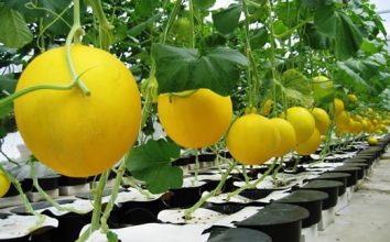 Kavun Nasıl Yetiştirilir
