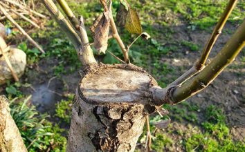Kayısı Aşılama Kayısı Ağacı Nasıl Aşılanır