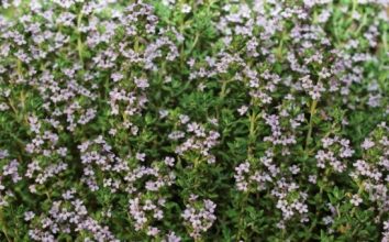 Kekik Nasıl Yetiştirilir