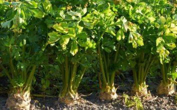 Kereviz Nasıl Yetiştirilir